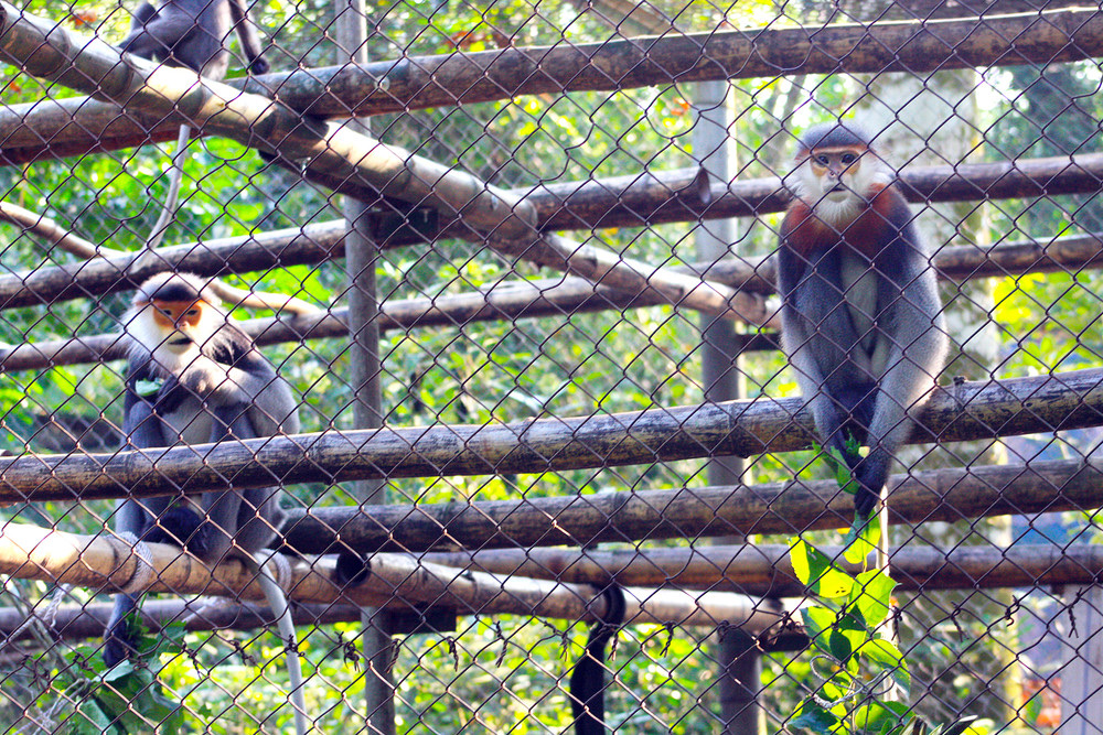Cuc Phuong national Park (1)