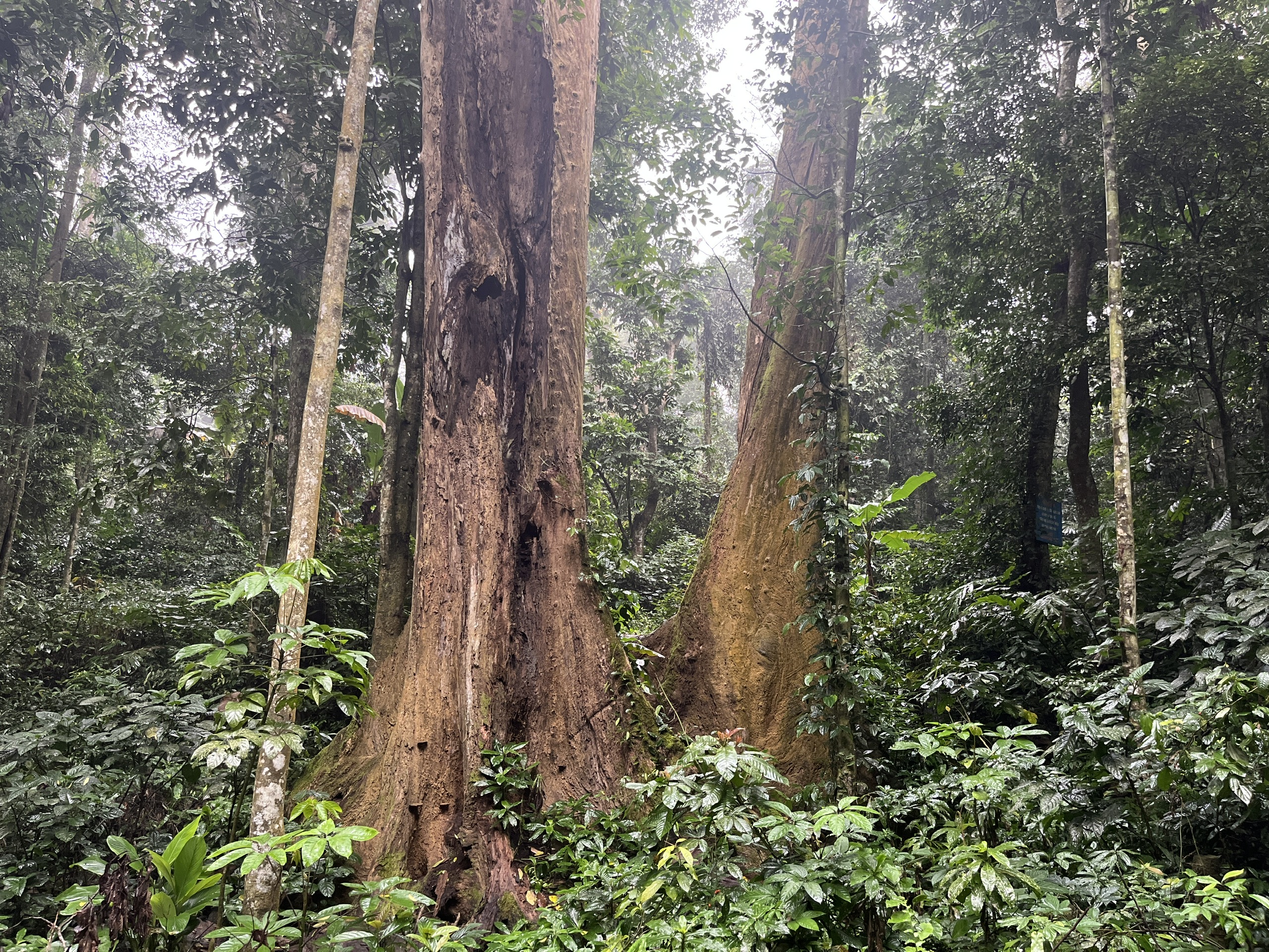 Cuc Phuong national Park (2)